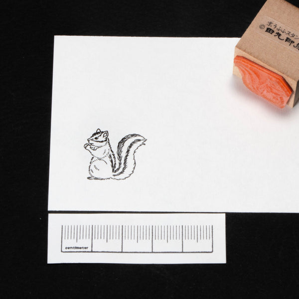 squirrel