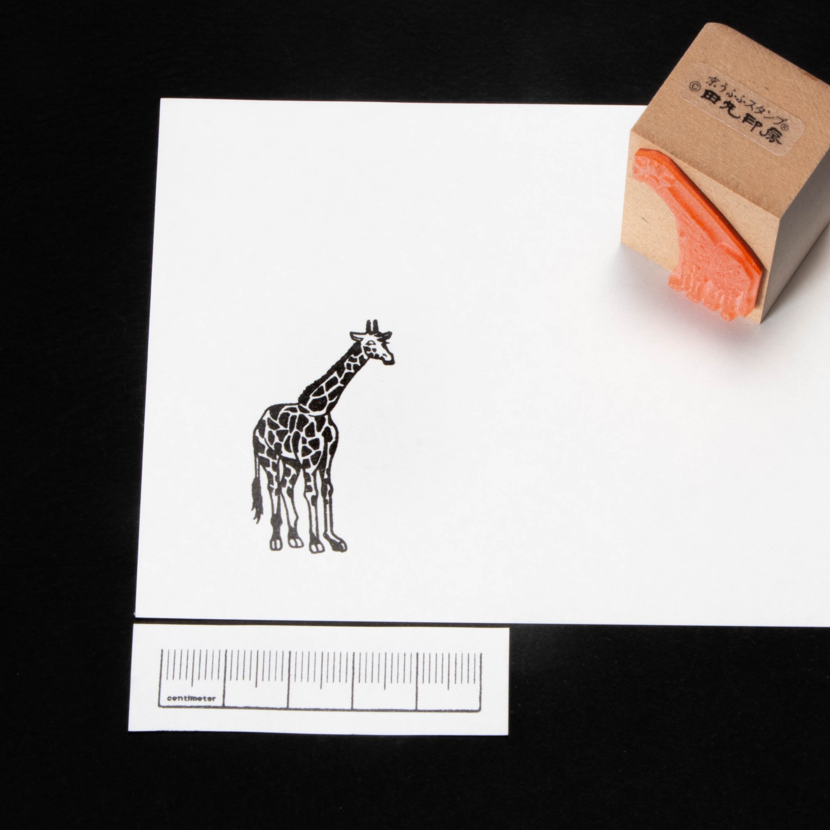 Giraffe whole body