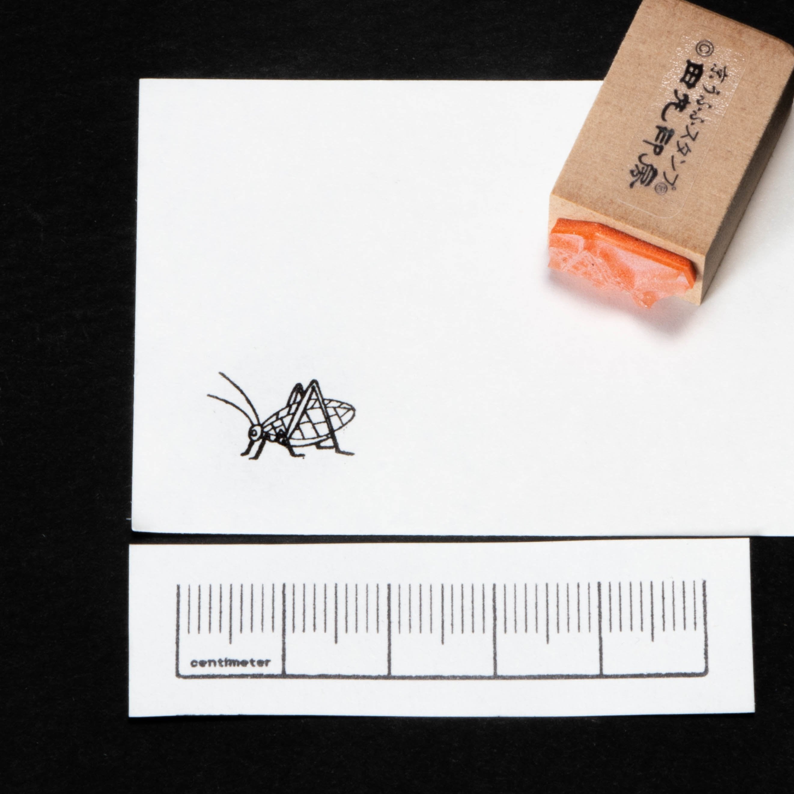Kutswa insect