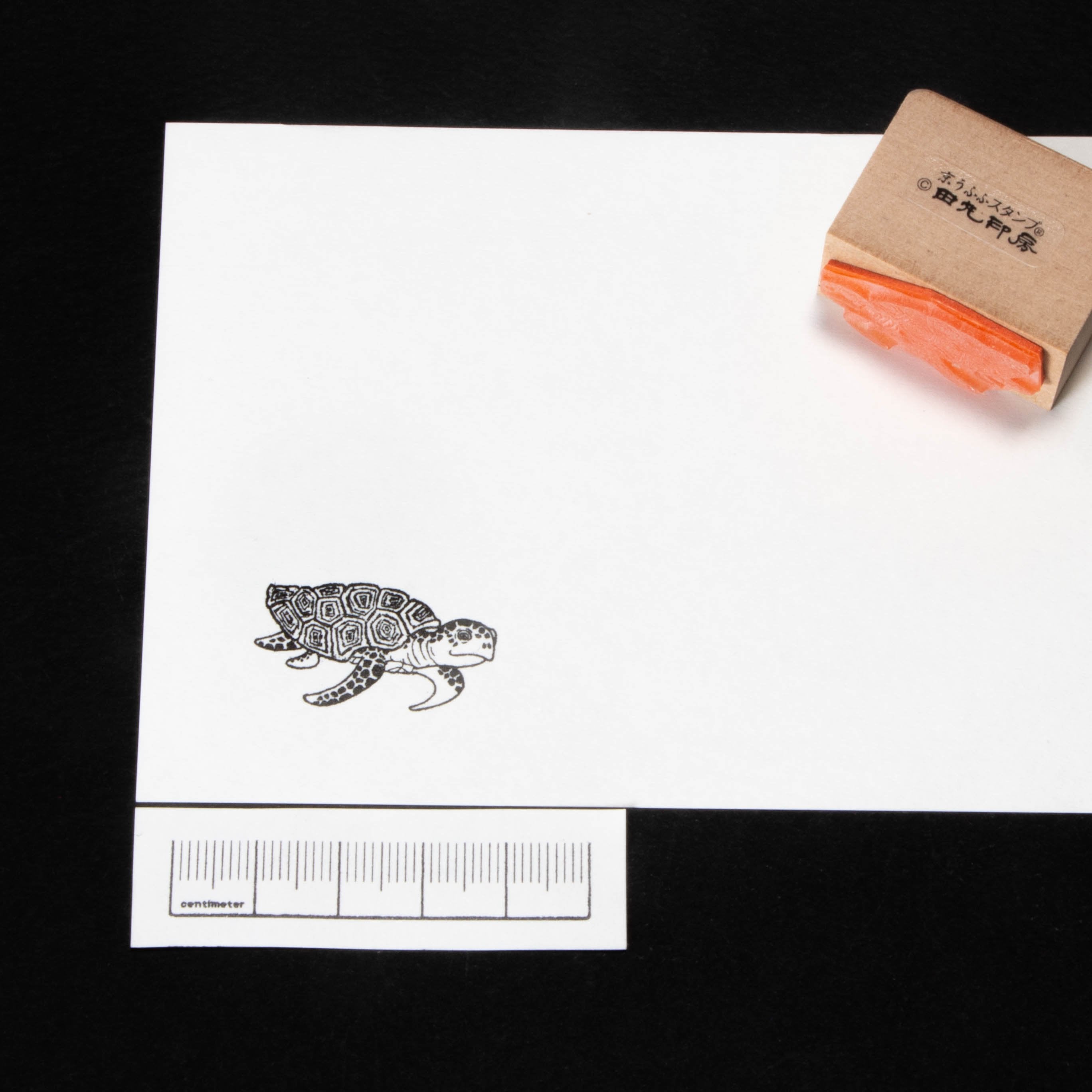 Sea turtle
