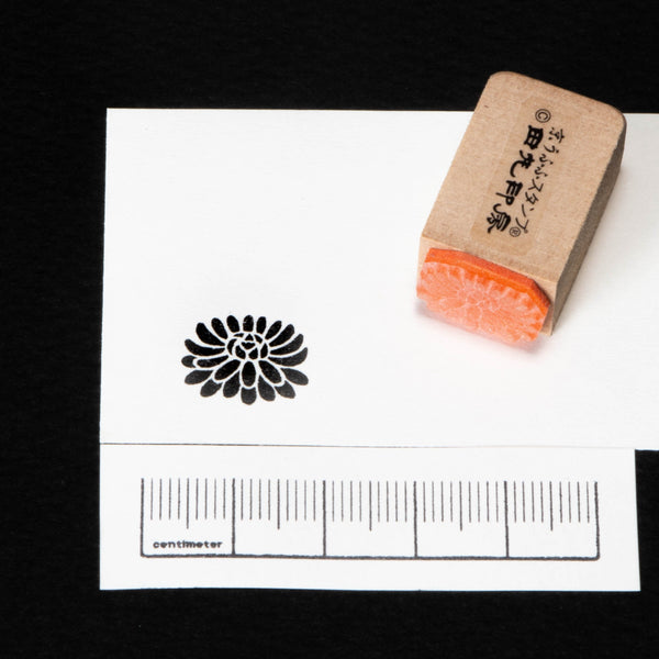 Horizontal chrysanthemum
