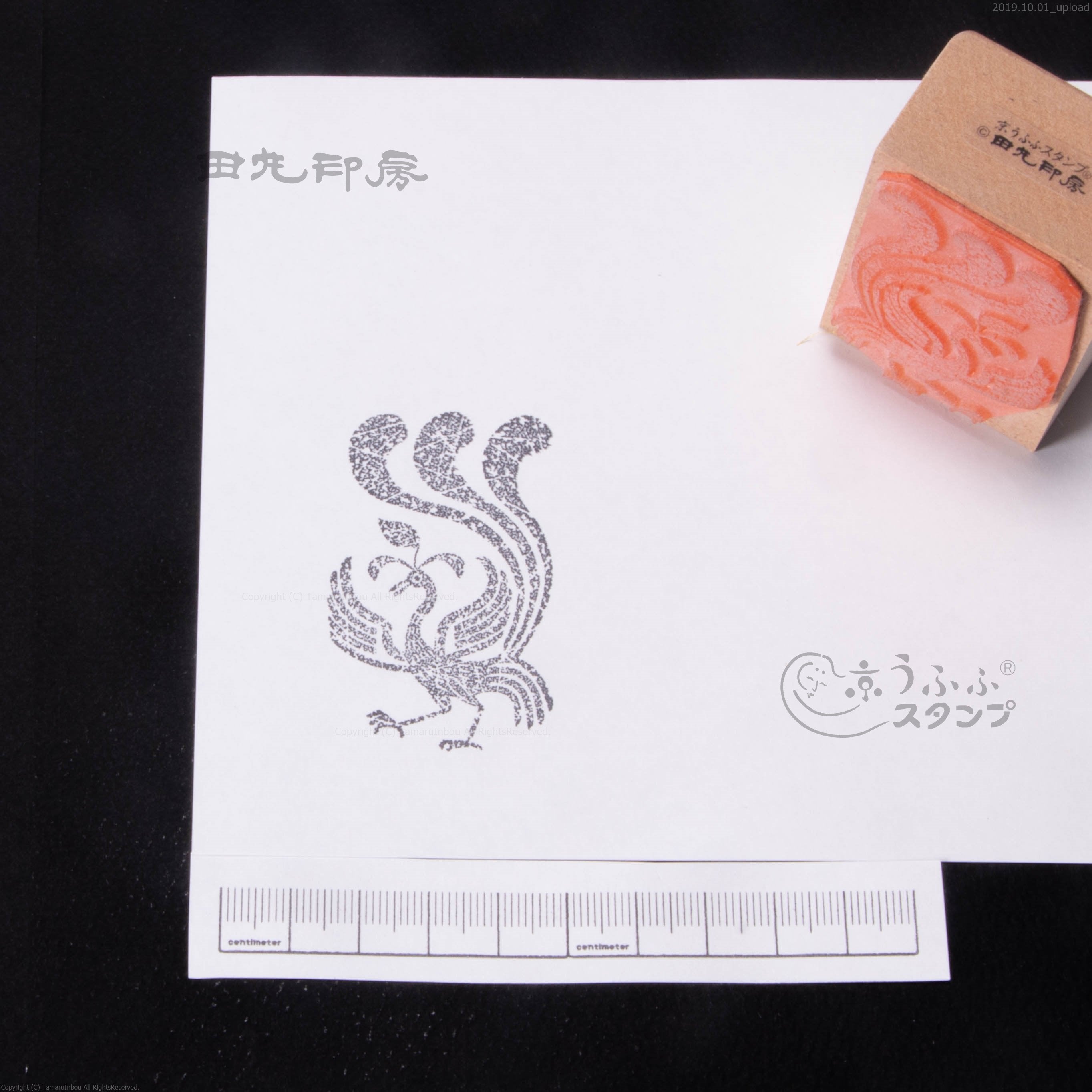 尾部韌皮部