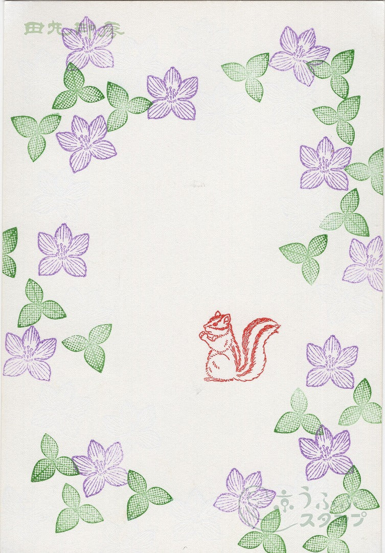 squirrel
