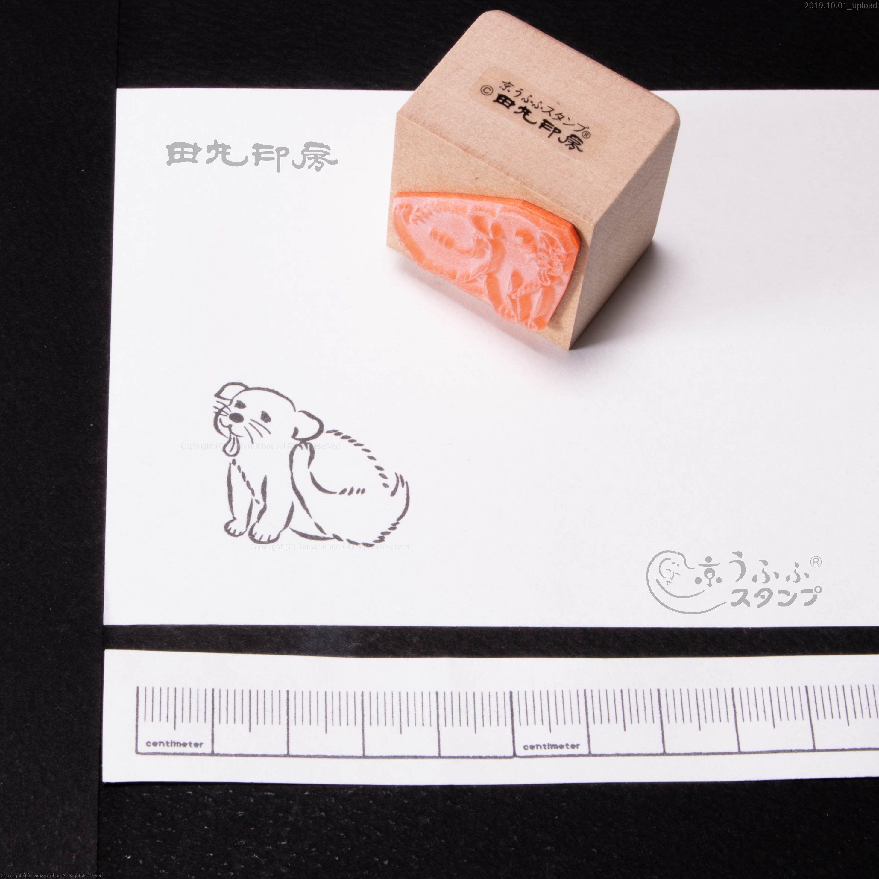 充滿舌頭的小狗