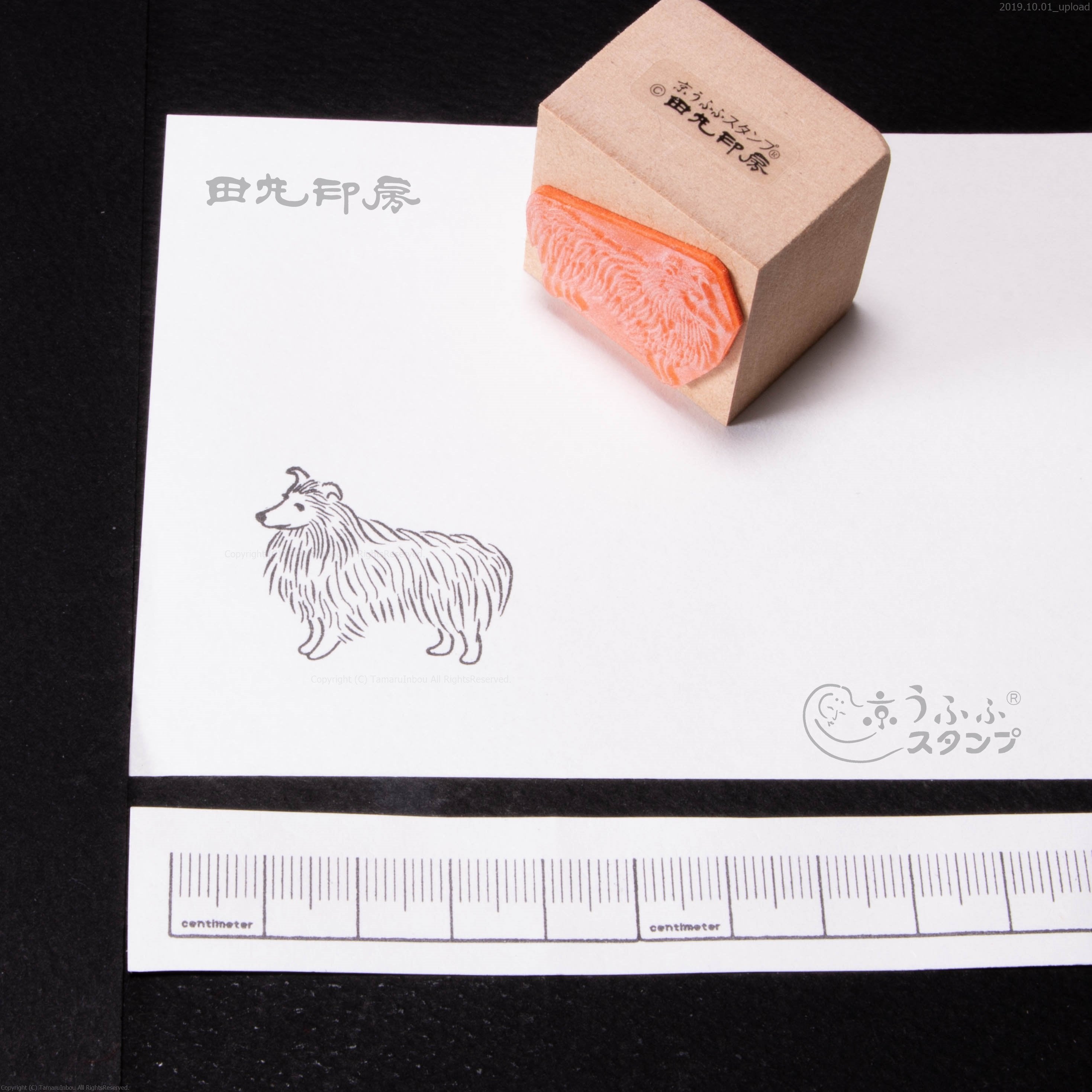 Collie whole body