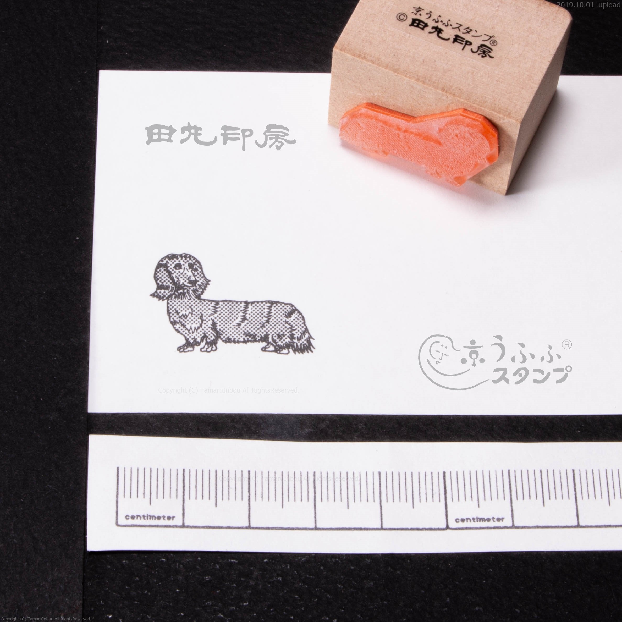 Long coat dachshund