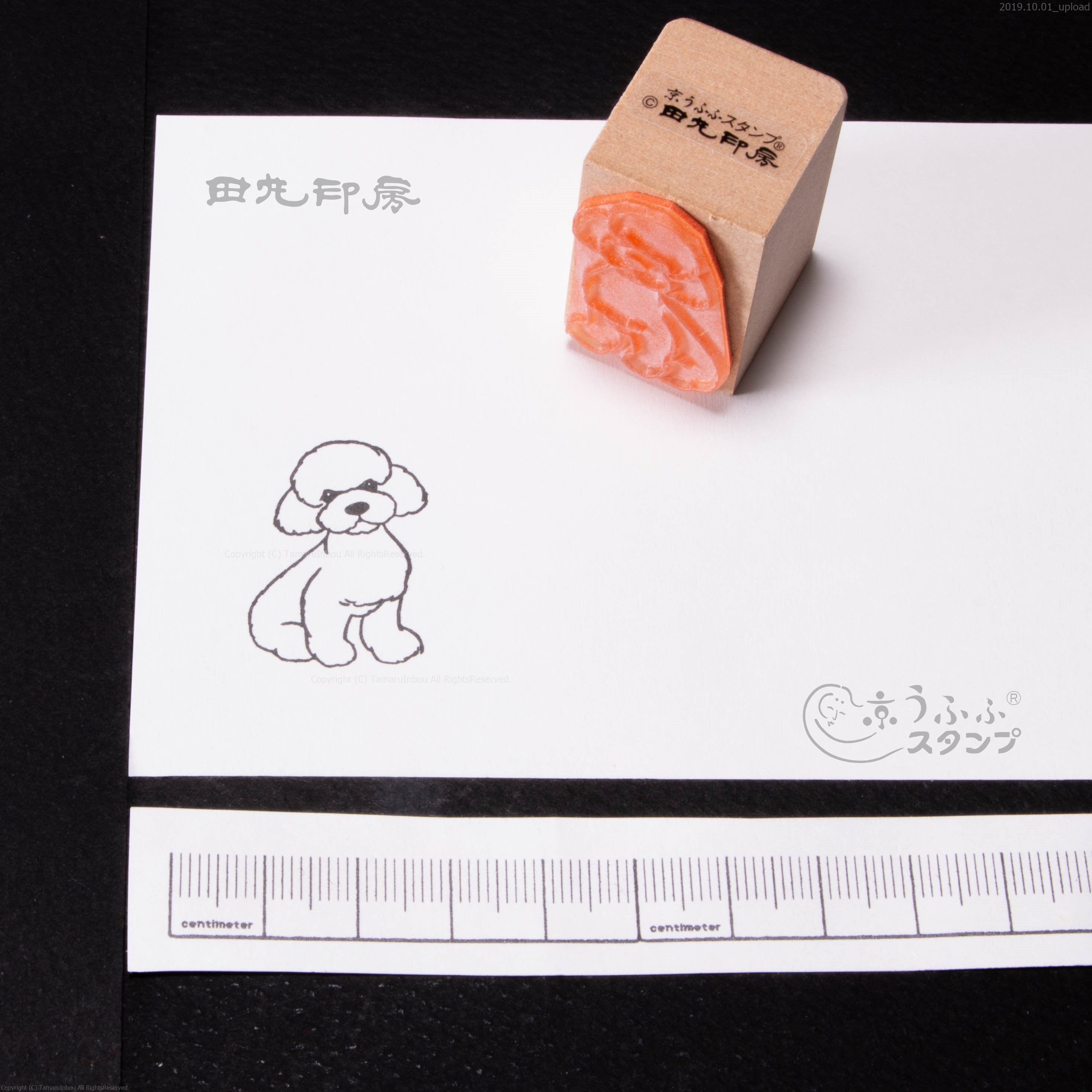 トイプードル(白)