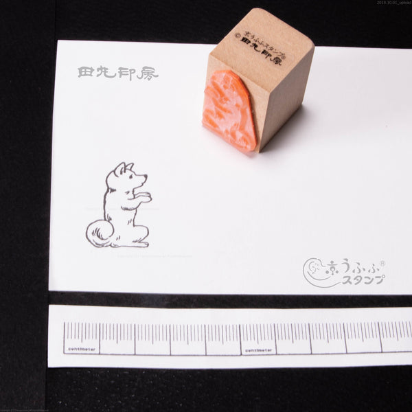 Shiba Inu memohon