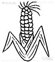 Mini stamp corn